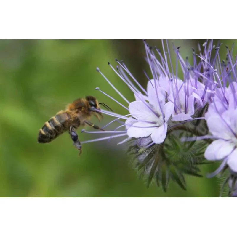 Semences Phacelia Tanacetifolia 0,5kg - Autres - Matériel apicole